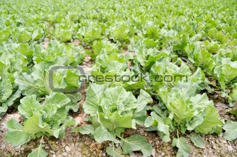 Nature pattern of cabbage