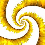 Sunflower spiral