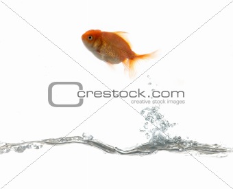 Pets fish on water