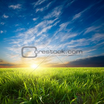 Sunset over green crops