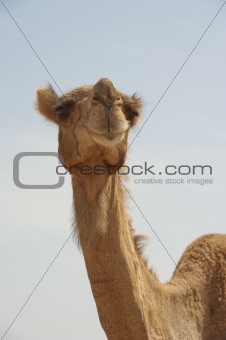 Head of a dromedary camel