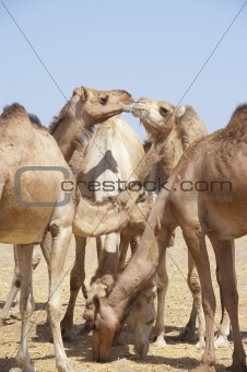 Dromedary camels at a market