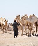 Bedouin trader with camels