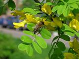Bee on the acacia flower
