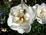 Bee on the white dogrose