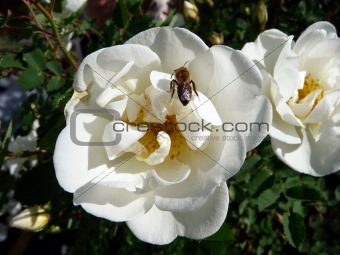 Bee on the white dogrose