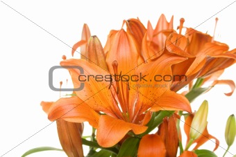 Flowers orange tiger lilies