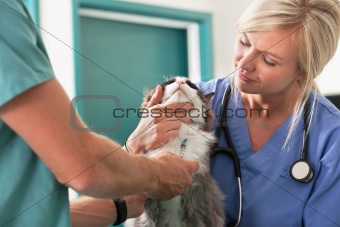Veterinarian giving injection to a cat