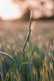 close up of wheat on sunset