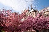Pink blossoming trees and Notre Dame cathedral in Paris