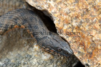 Snake water, latin Natrix tessellata