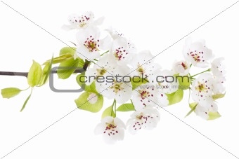 Blooming tree in spring isolated on white