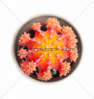 Orange cactus closeup