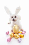 Cute puppy with bunny ears easter eggs
