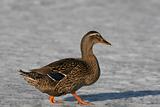 Hen Mallard Duck on Ice