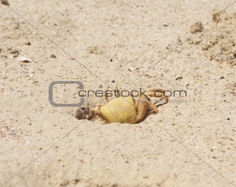 Red Sea ghost crab in burrow