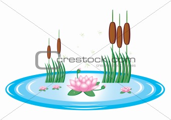 Pond with lily and water reeds
