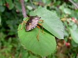 Forest bug on green leaf
