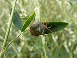 Forest bug on leaf