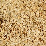 Barleycorn seeds close-up background texture