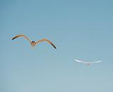 Two caspian terns in flight