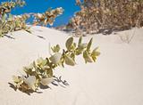 Small desert plant on a sand dune