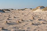 Dunes and mounds made by fiddler crabs on beach