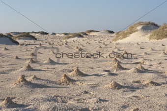 Dunes and mounds made by fiddler crabs on beach