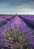 Lavender field in Provence during early hours of the morning