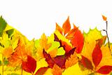 Autumn frame / beautiful real leaves / isolated on white