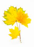 Autumn Maple Leaves / isolated on white