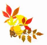 Autumn frame corner / beautiful real leaves / isolated on white