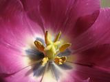Tulip Flower up close