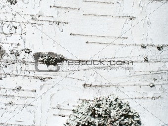 Birch-tree texture