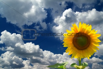 Sunflower against  blue sky with clouds