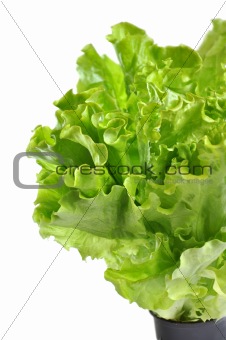 Lettuce in a pot isolated on a white background