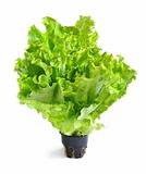 Lettuce in a pot isolated on a white background