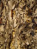 Background from a bark of yellow birch