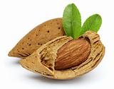 Cut almond with leaves
