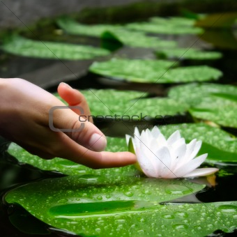 Woman's Hand Touching a Waterlily in a Pond