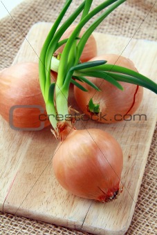 Three growing onion bulbs with fresh green sprouts