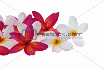frangipani or plumeria tropical flower