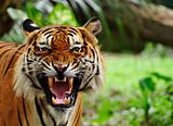 close up of a roaring tiger