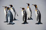 Group of Six King Penguins on the Beach