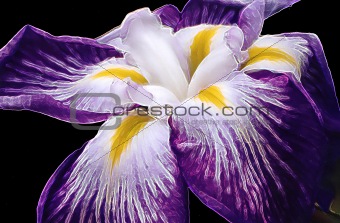 Painted Purple Iris