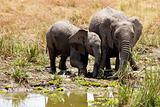 Masai Mara Elephants