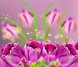 Dark pink tulips on background