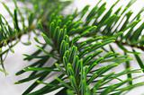 fresh green fir branch