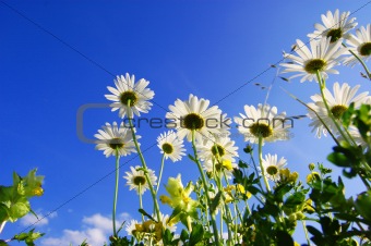 daisy flower under blue sky