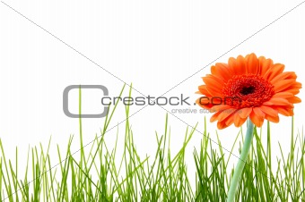 isolated grass and flower